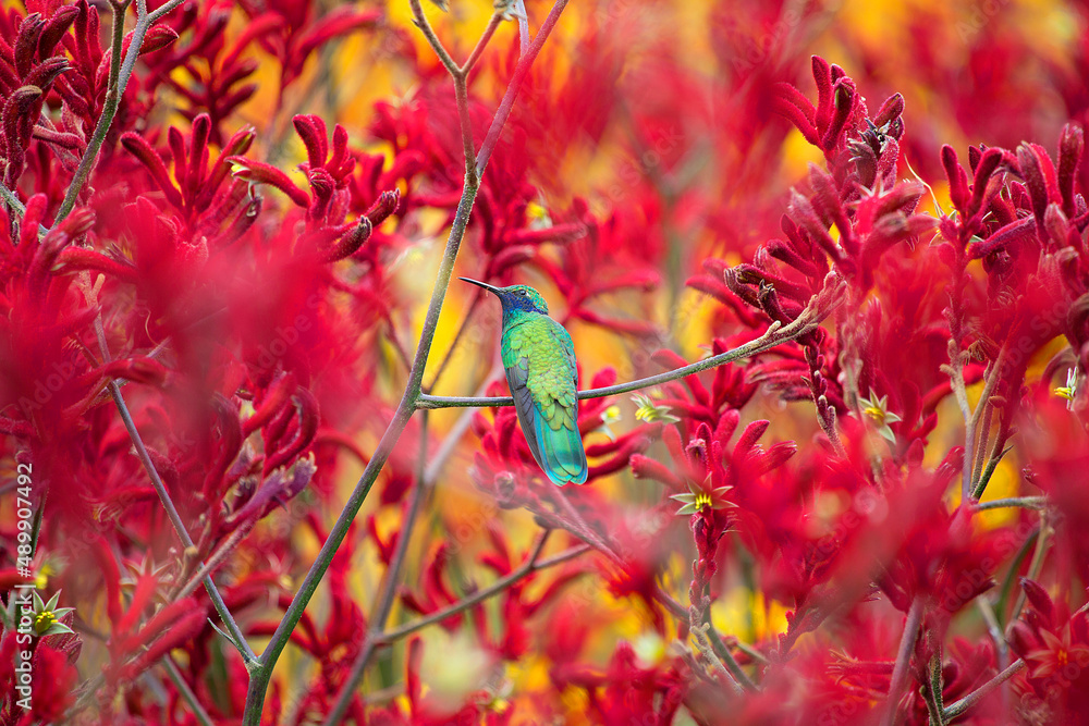 Beautiful hummingbird among flowers in the foreground. Beautiful hummingbird among flowers in the foreground.