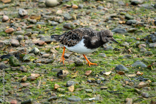 turnstone foraging for food on the beach   © Penny