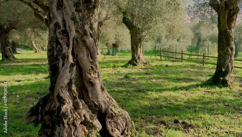 Secular olive trees in the Parco dell'olivo Nature Reserve in Venafro. Venafro, Province of Isernia, Molise, Italy, Europe