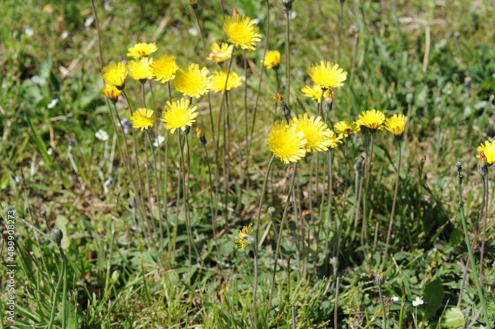 Yellow dandelion flowers blooming in a green grass on a meadow