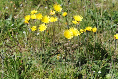 Yellow dandelion flowers blooming in a green grass on a meadow