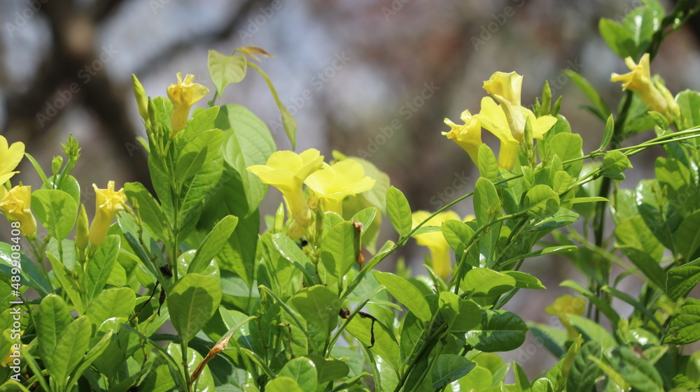 Obraz premium freshly bloomed yellow flower in the plant. with blur background