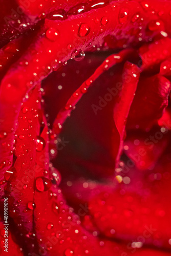 Selective focus of red rose floral abstract background with worter drops. Concept for women s day  coming of age  engagement  wedding   Valentine s Day
