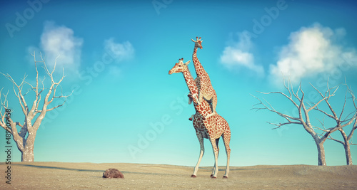 Giraffe carries another giraffe in the dessert. Friendship and bonding concept.