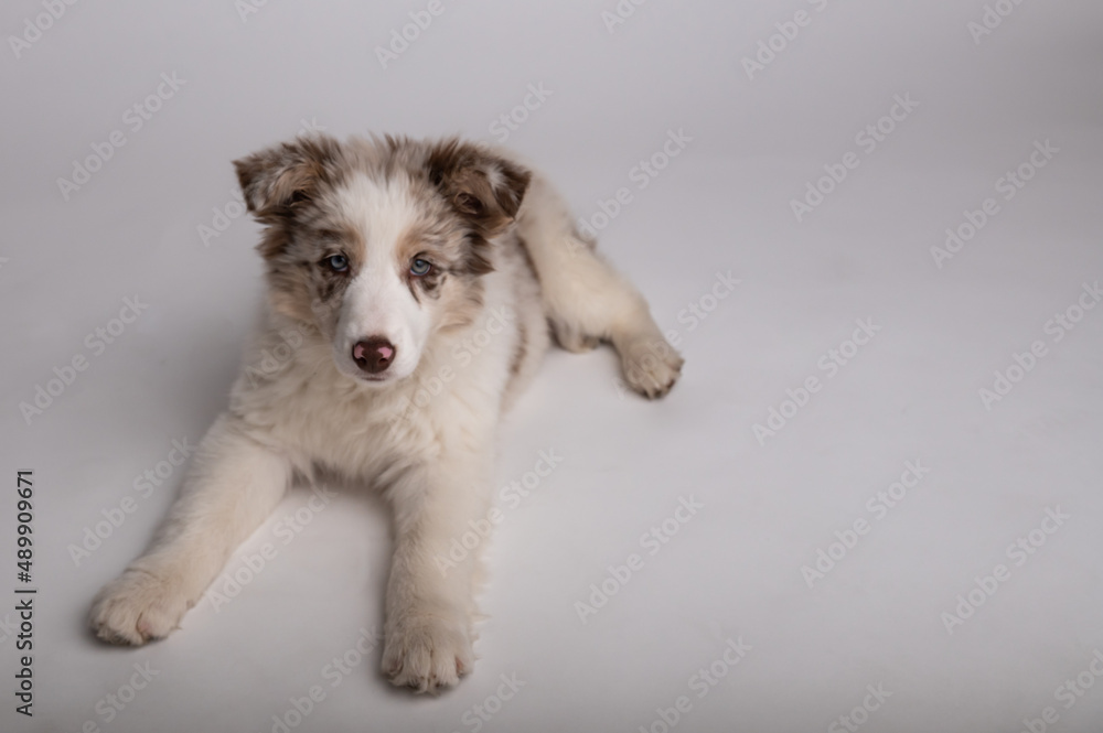 Portrait of puppy Border Collie Portrait of puppy Border Collie