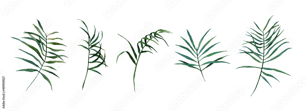 Watercolor set of tropical leaves isolated on white background. Bright illustration of palm leaves for decoration of room, fabric or textile, postcard, for design of bouquet, wreath, pattern, frame.