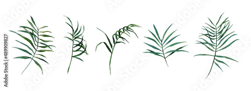 Watercolor set of tropical leaves isolated on white background. Bright illustration of palm leaves for decoration of room, fabric or textile, postcard, for design of bouquet, wreath, pattern, frame.