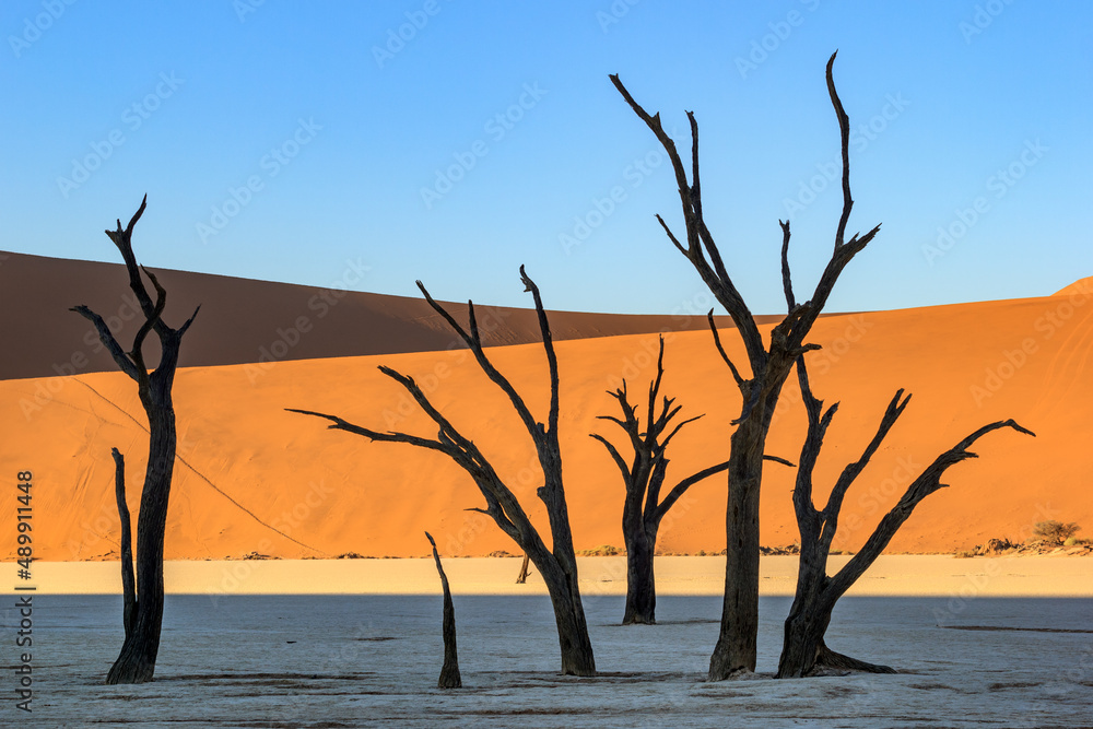 Dead trees in Deadvlei,Namib Desert at sunrise,Namibia,Southern Africa Dead trees in Deadvlei,Namib Desert at sunrise,Namibia,Southern Africa