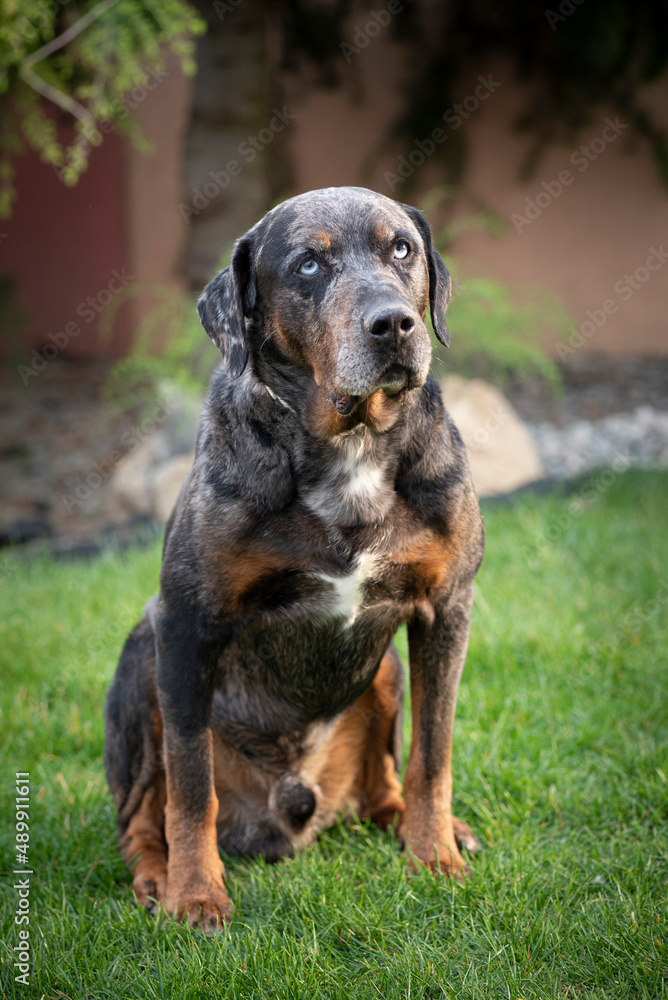 Lousiane dog Lousiane dog