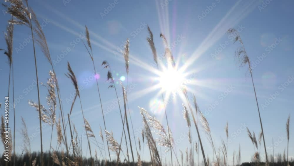 The bright sun shines on a blue cloudless sky. Dry panicles sway in the wind on a sunny day. Spring landscape. Beautiful nature background The bright sun shines on a blue cloudless sky. Dry panicles sway in the wind on a sunny day. Spring landscape. Beautiful nature background