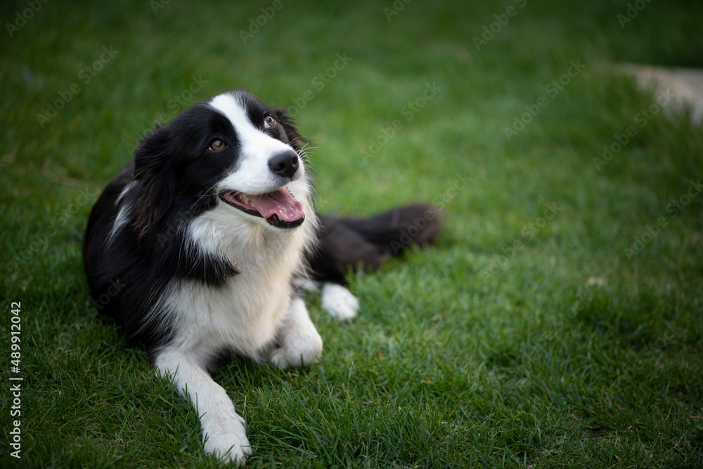 black and white border Collie in the grass