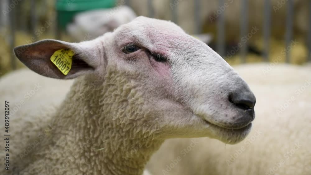sheep in a enclosure at the agricultural show sheep in a enclosure at the agricultural show