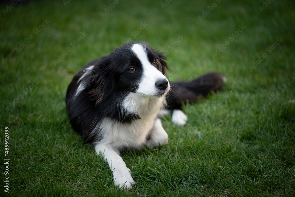 Beautiful black and white Border Collie