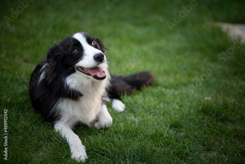 black and white border Collie in the grass