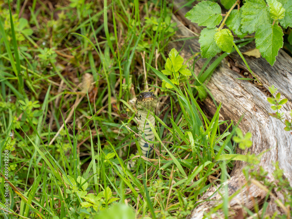 Grass Snake Resting in Grass Grass Snake Resting in Grass