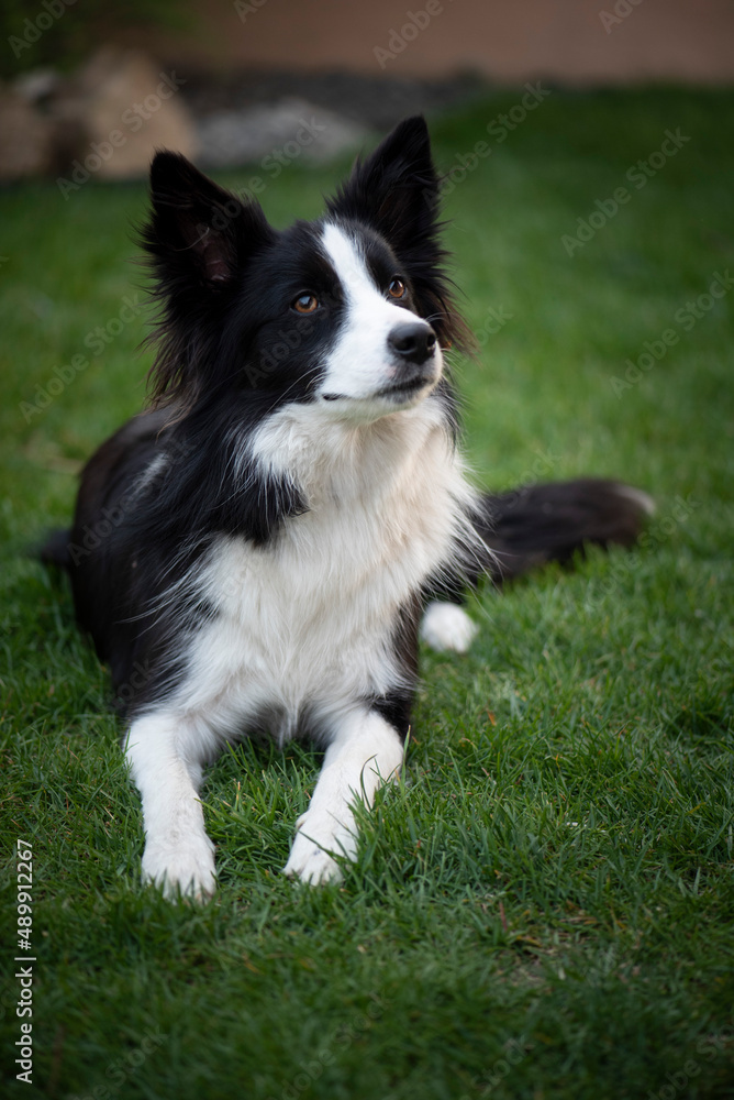 Young black and white border collie lie on the grass