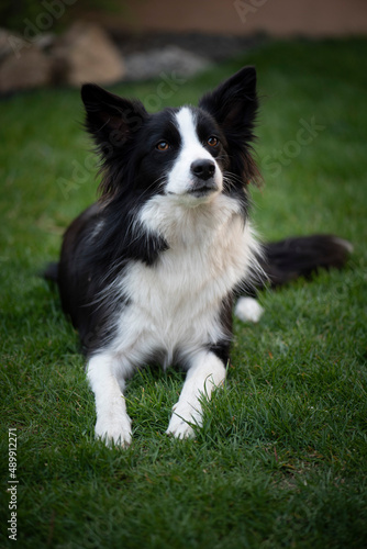 Border Collie