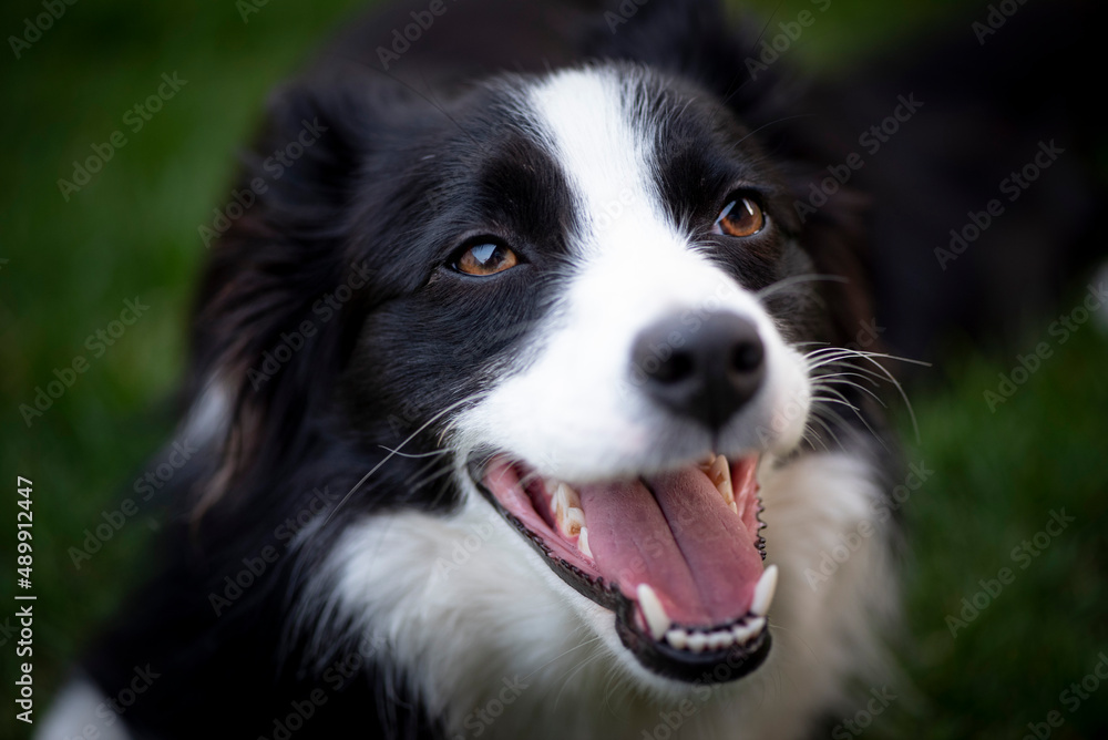 Face of the Border Collie