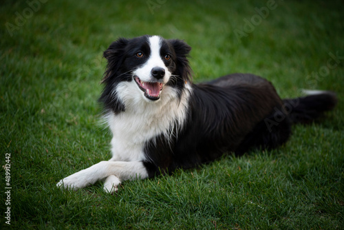 Beautiful shepherd -Border Colie in the grass