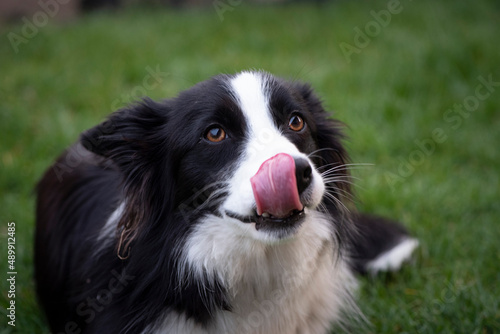 Face of the Border Collie © Lucia
