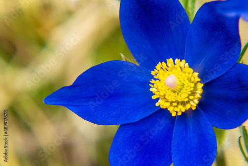 contrasting flowers of Pulsatilla pratensis dark blue with central part of bright yellow, attract insects - pollinators photo