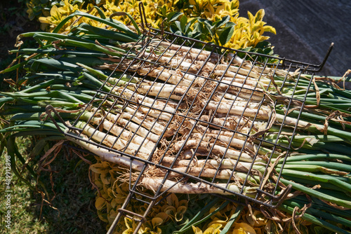 Bunch of cal  ots  or scallions or leeks  prepared on the grill. Traditional catalan barbecue