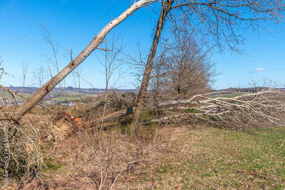 Sturmschaden im Wald