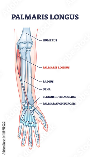 Palmaris longus skeletal and muscular body structure for human arm outline diagram. Labeled educational scheme with anatomical and medical hand inner parts physical description vector illustration. photo