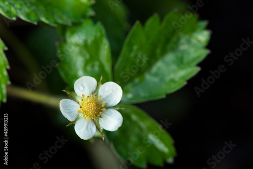 Strawberry flower in the bloom