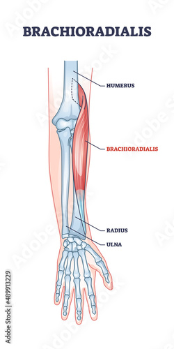 Brachioradialis muscle medical location with anatomical bones outline diagram. Labeled educational scheme with hands inner structure and muscular description vector illustration. Body and arm parts.