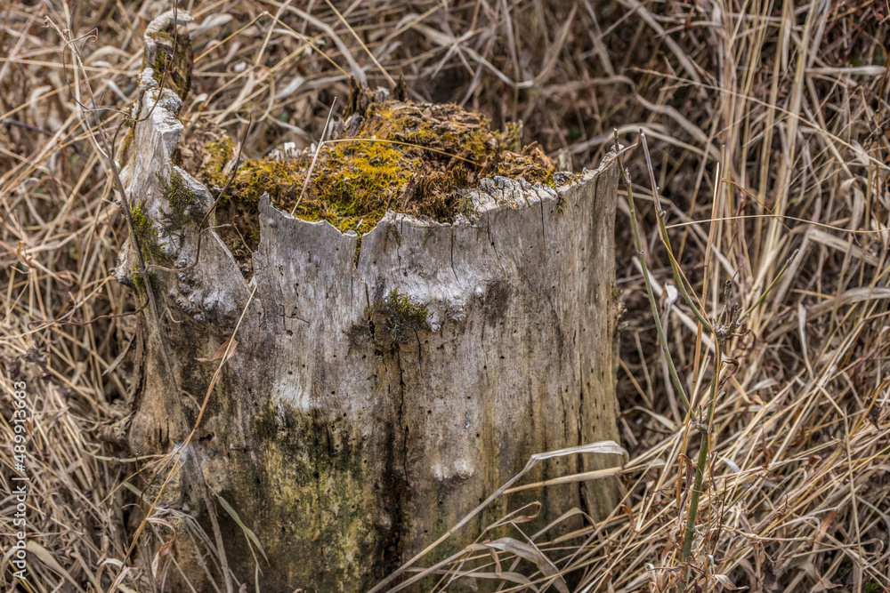 Fototapeta premium Rotted tree stump closeup