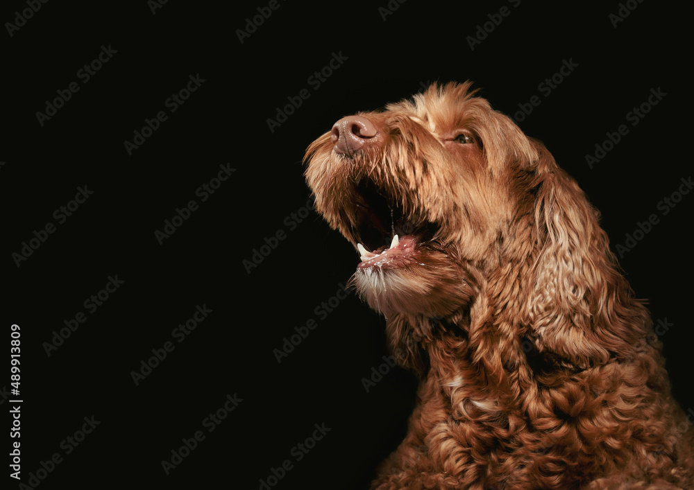 Fototapeta premium Barking dog with mouth wide open, close up. Dog in motion. Sideview of brown female Labradoodle dog on dark background. Concept for barking, howling or aggressive dog behavior. Selective focus.
