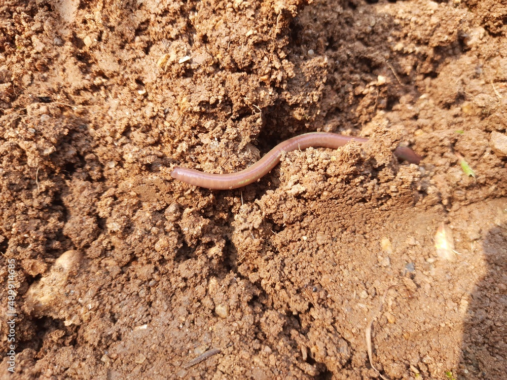 Earthworm on the soil. A earthworm is a terrestrial invertebrate that belongs to the phylum Annelida. They are found all over the world. Earthworms are commonly found in soil and water. 