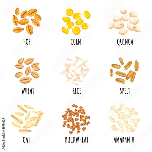 Cereal grains. Different seeds and crops. Organic corn, spelt, rice and buckwheat, healthy natural products, porridge main ingredients, nutrition elements, vector set