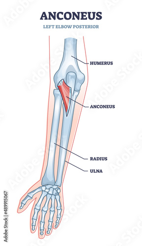 Anconeus muscle as left elbow posterior view medical description in outline diagram. Labeled educational skeletal structure with anatomical humerus, radius and ulna bones location vector illustration.