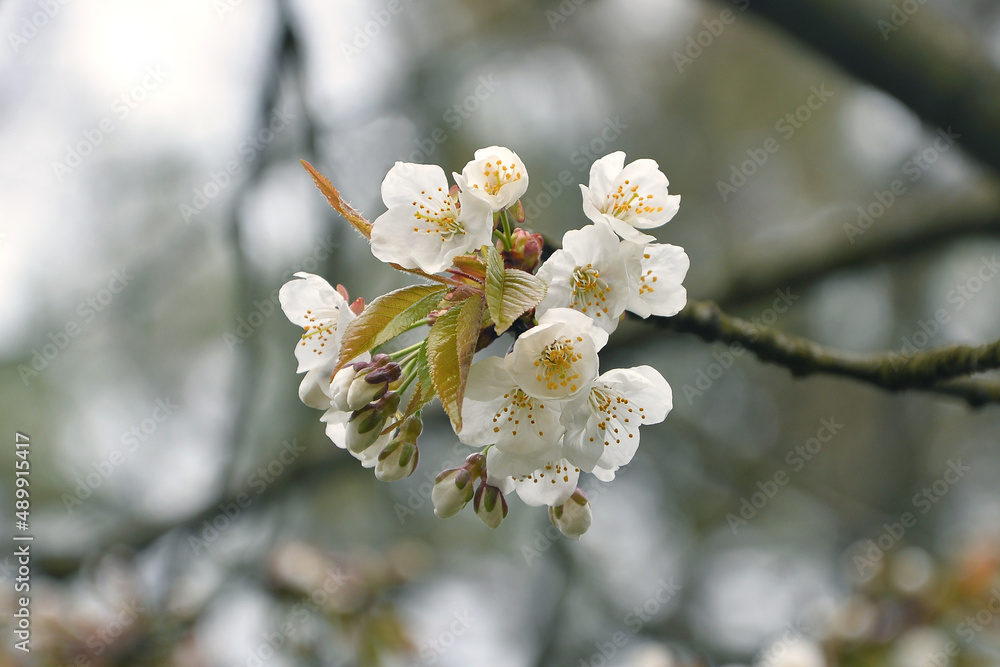 Blooming tree in spring.
White apple flowers with yellow stamens and young leaves in a spring day.Botanical photo outdoors. Blooming tree in spring.
White apple flowers with yellow stamens and young leaves in a spring day.Botanical photo outdoors.