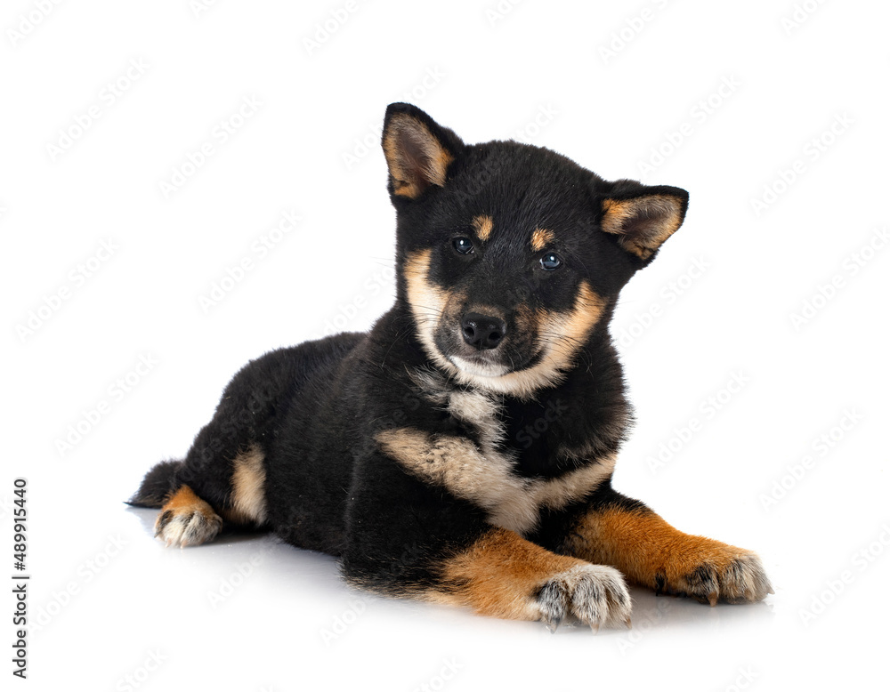 shiba inu in studio shiba inu in studio