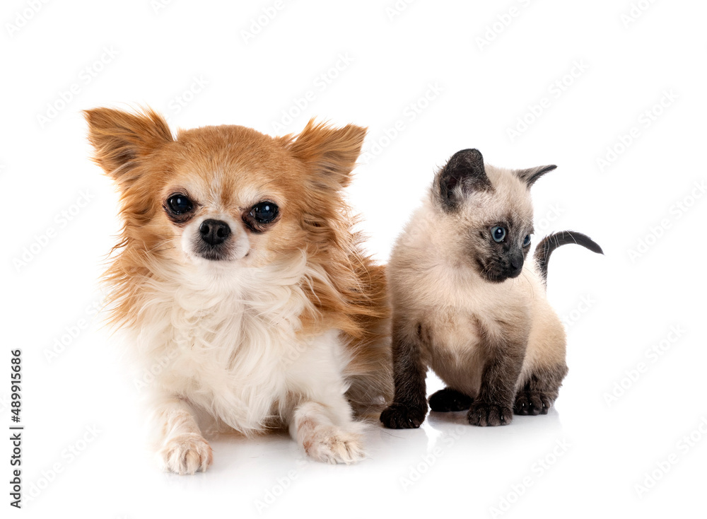 chihuahua and kitten