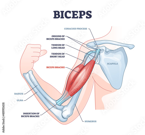 Biceps muscle with anatomical skeletal medical arm structure outline diagram. Labeled educational explanation with inner muscular and bone description vector illustration. Hand physiology scheme.