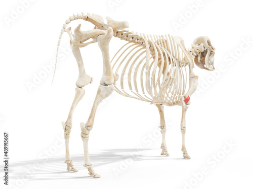 3d rendered anatomy illustration of the cows muscles - the anconeus