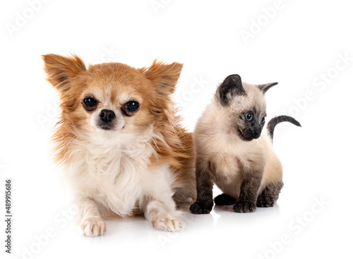 chihuahua and kitten