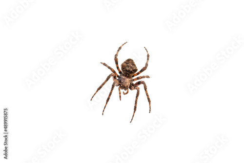 Huge brown hairy spider over white background