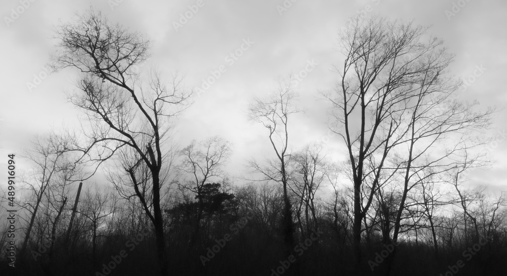 Black silhouette of trees branches in front of an overcast white background Black silhouette of trees branches in front of an overcast white background