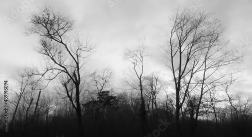 Black silhouette of trees branches in front of an overcast white background