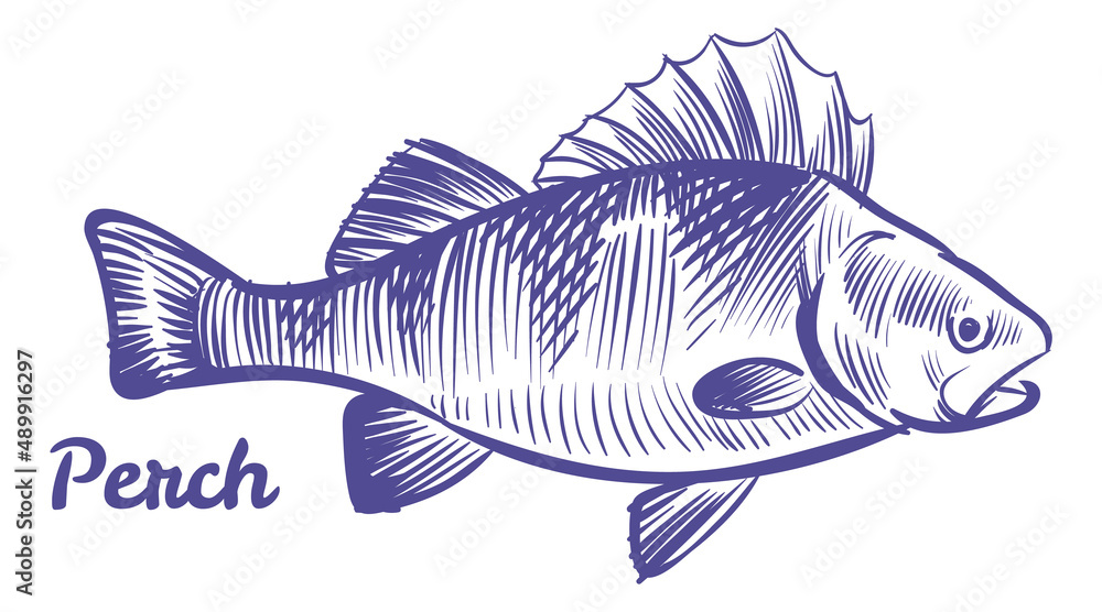 Perch fish in hand drawn style. Underwater animal Perch fish in hand drawn style. Underwater animal