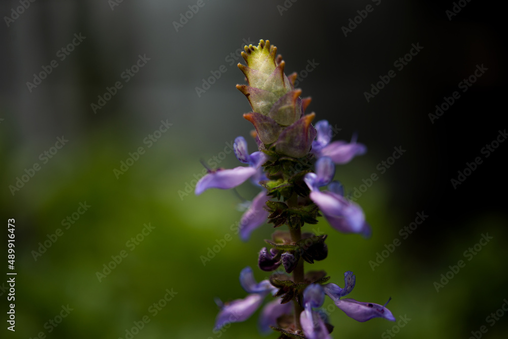 A macro photograph up close of a flower ready to open with purple leaves A macro photograph up close of a flower ready to open with purple leaves