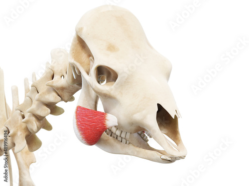 3d rendered anatomy illustration of the cows muscles - the masseter