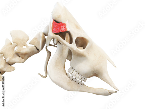 3d rendered anatomy illustration of the cows muscles - the interscutularis