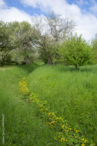  Ditch grown by blooming yellow marsh-marigold running through the green meadow and blooming orchard on spring