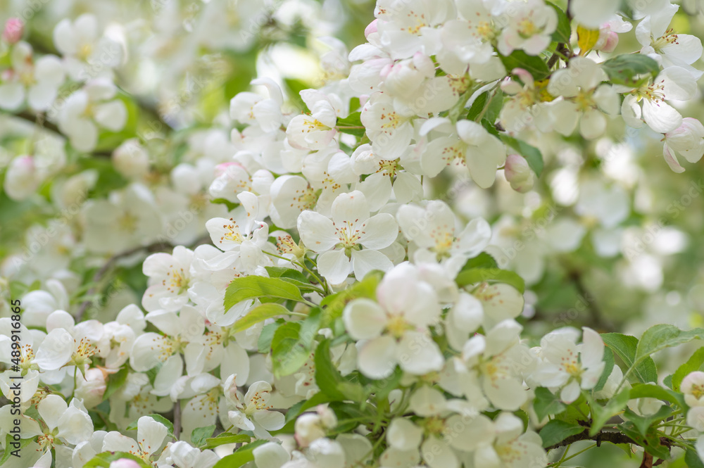 Closeup of white blooming apple tree branch Closeup of white blooming apple tree branch